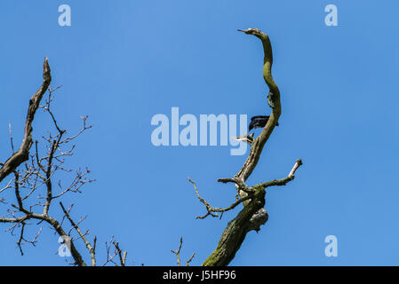 Eine Dohle (Corvus Monedula) Landung auf einem Ast vor einem blauen Himmel im Frühjahr Stockfoto