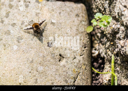 Ein dunkel umrandeten Bee-Fly (Bombylius großen) sitzen auf einem Stein in der Frühlingssonne Stockfoto