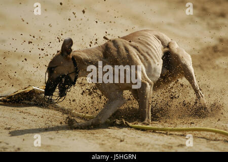 unruhigen Hund Hunde Jagd Hasen Köder Bremsen Weltmeisterschaft Greyhound Hasen Stockfoto