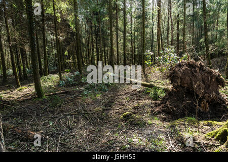 Einen umstürzenden Baum unter den noch stehenden Bäumen in Longleat Forest, Wiltshire Stockfoto