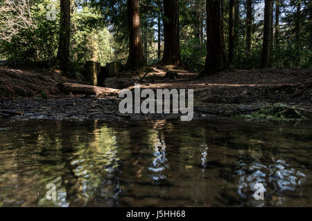 Teil des Wasser-Management-System in Longleat Forest führt zu Shearwater See Stockfoto