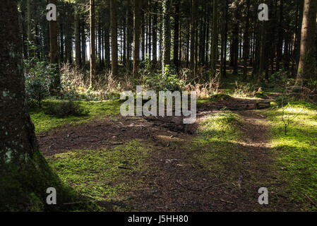 Moos bedeckten Boden unter den Bäumen des Waldes Longleat, Wiltshire Stockfoto