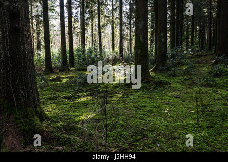 Moos bedeckten Boden unter den Bäumen des Waldes Longleat, Wiltshire Stockfoto