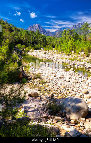 Kiefern im Col de Bavella Gebirge nahe der Stadt von Zonza, Korsika, Frankreich, Europa. Stockfoto