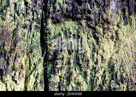 Holzstruktur Hintergrund Nahaufnahme von alten Totholz, das gebeizt und mit einer rauhen texturierten Oberfläche ausgespielt. Stockfoto