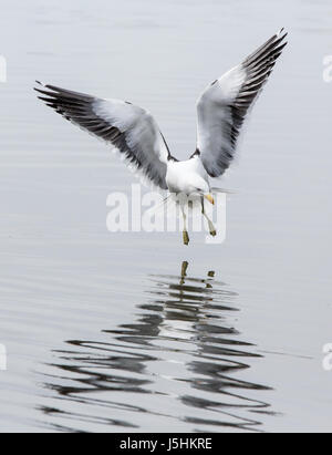 Flying Kelp gull Landung in Argentinien, Südamerika Stockfoto