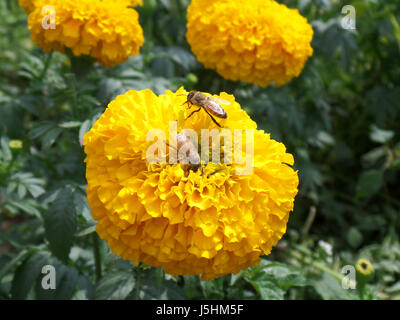 Paar kleine Bienen sammeln Nektar auf eine blühende lebendige gelbe Ringelblumeblume Stockfoto