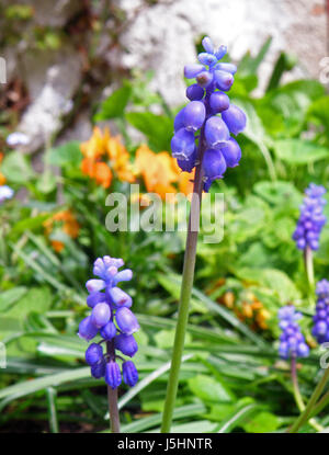 Lebendige lila wilde Trauben Hyazinthe Blumen blühen im grünen Feld Stockfoto