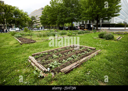 Gemeinschaftsgarten auf dem Gelände des vorgeschlagenen Dwight d Eisenhower Memorial in Maryland und Unabhängigkeit Alleen Washington DC USA Stockfoto