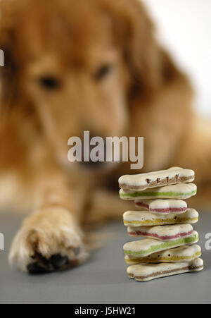 Überprüfen Sie, ob Bildung Futter tierischen Hunger Haustier Haustiere Hund Wachhunde zu beobachten Stockfoto