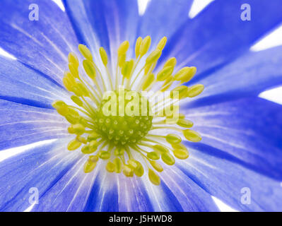 Makro von einem blauen Winter Windflower Anemone blanda Stockfoto