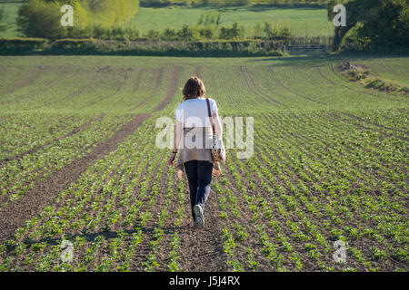 Frau zu Fuß durch ein Feld von Saubohne Sämlinge an einem sonnigen Tag, Shropshire, UK. Er konnte die Idee des Neuanfangs, einen Neuanfang dar. Stockfoto