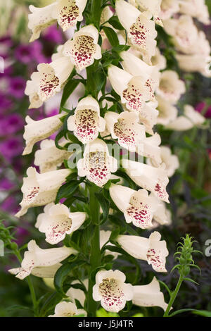 Digitalis "Dalmatinische Creme" Blumen im Frühjahr. Stockfoto