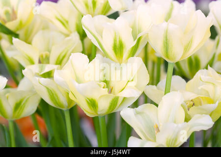 Von Tulipa galeata pring Blumen Grün" im Frühjahr. Stockfoto