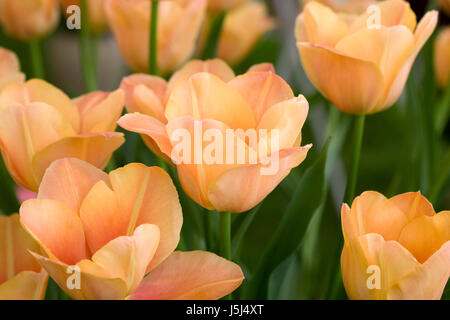 Tulipa "Atemberaubende Aprikose" Blumen im Frühjahr. Stockfoto