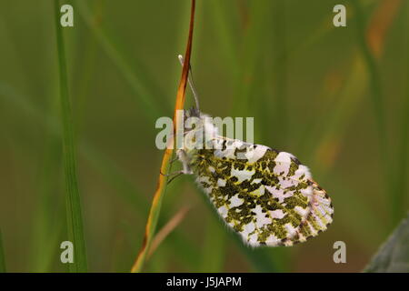 Männliche Orange-Tip-Schmetterling (ruht lange Gras)