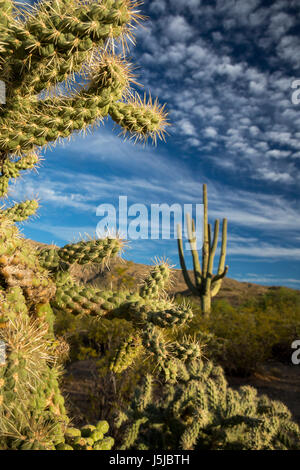 Tucson, Arizona - Cholla und Saguaro Kaktus in der Kaktus-Wald im Rincon Mountain Bezirk der Saguaro National Park. Stockfoto