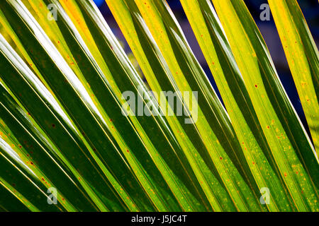 Nahaufnahme von exotischen Palmen Baum Blatt Stockfoto