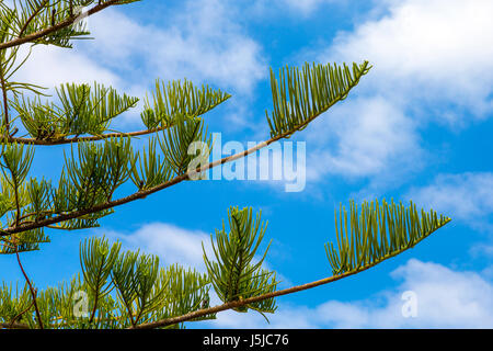 Nahaufnahme von der Norfolk-Insel-Kiefer (Araucaria Heterophylla) Stockfoto