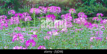 Cleome spider Blume blüht in einem schönen Garten Stockfoto