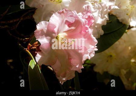 Nahaufnahme einer rosafarbenen und weißen Rhododendren in voller Blüte wächst auf einem Strauch in der Frühlingssonne. Stockfoto