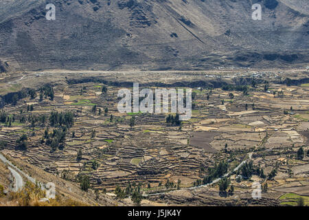 Colca Canyon, eines der tiefsten Canyons der Welt, Peru Stockfoto