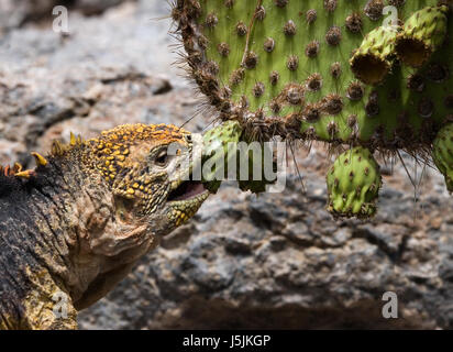 Der Landleguan isst einen Kaktus. Die Galapagos-Inseln. Pazifik. Ecuador. Stockfoto