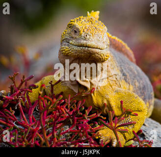 Der Landleguan, der auf den Felsen sitzt. Die Galapagos-Inseln. Pazifik. Ecuador. Stockfoto