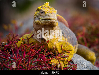 Der Landleguan, der auf den Felsen sitzt. Die Galapagos-Inseln. Pazifik. Ecuador. Stockfoto