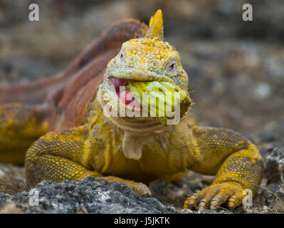 Der Landleguan isst einen Kaktus. Die Galapagos-Inseln. Pazifik. Ecuador. Stockfoto