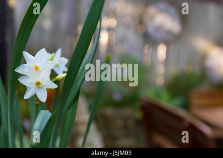 Neu blühende Jonquils (Narcissus tazetta Papyraceous) in einem australischen Garten in Sydney Stockfoto