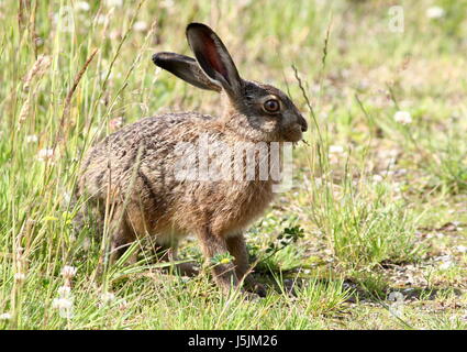 Juvenile Europäische Feldhase (Lepus Europaeus) auf einer Wiese, Stockfoto