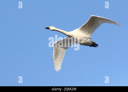 Eurasische Singschwan (Cygnus Cygnus) im schnellen Flug vor blauem Himmel. Stockfoto