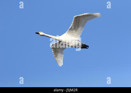 Eurasische Singschwan (Cygnus Cygnus) im schnellen Flug vor blauem Himmel. Stockfoto