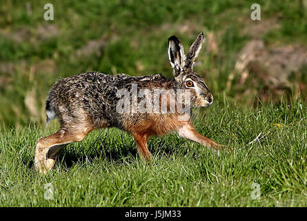 Nahaufnahme eines schnell laufenden männlichen europäischen braunen Hasen (Lepus Europaeus) auf einer Wiese, Stockfoto