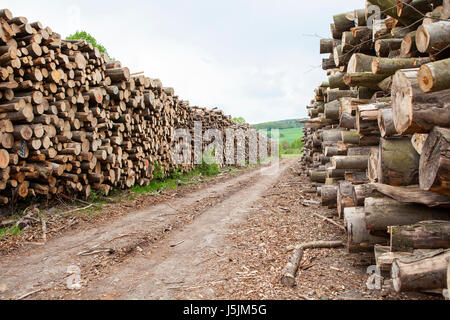 Stapel aus Buchenholz, Deutschland Stockfoto