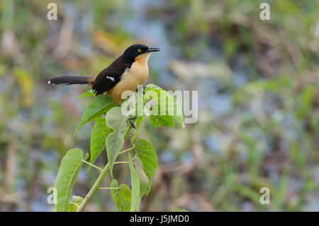 Schwarz-capped Donacobius (Donacobius Atricapilla) in Vegetation, Pantanal, Bundesstaat Mato Grosso, Brasilien Stockfoto