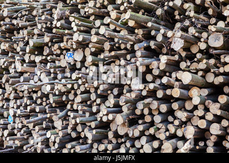 Stapel aus Buchenholz, Deutschland Stockfoto