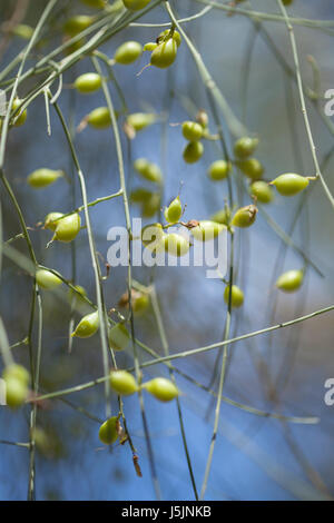 Retama Rhodorhizoides grüne Frucht natürlichen Blumen Hintergrund Stockfoto