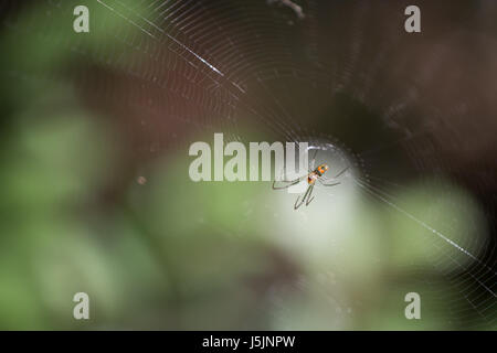 Spinne auf der Rückseite ihr Netz mit Grün im Hintergrund Stockfoto