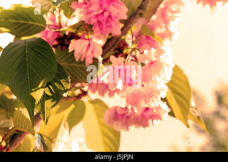 Sakura. Kirschblüte im Frühling. Schöne rosa Blüten. Konzentrieren Sie sich auf das Blatt. Angewendeten Filter Stockfoto