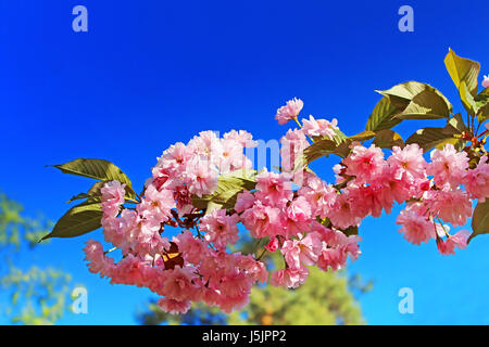 Sakura. Kirschblüte im Frühling. Schöne rosa Blüten Stockfoto