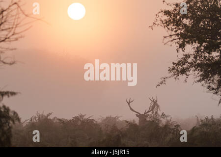 Einzelne rote Rotwild Brunft Hirsch (Cervus Elaphus) anzeigen mit Adlerfarn auf Geweih bei Sonnenaufgang während der Brunftzeit Stockfoto