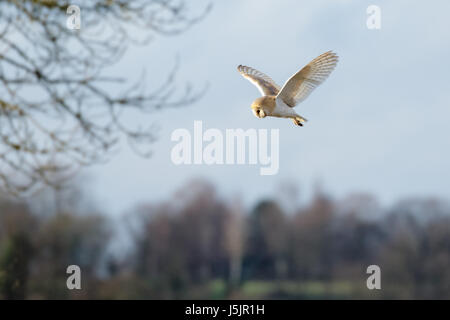 Einzelne Schleiereule (Tyto Alba) Jagd schwebt über Wiese Stockfoto