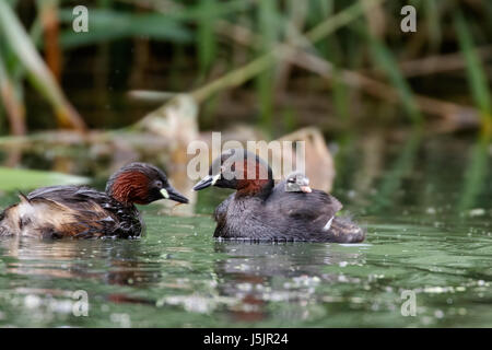 Wenig Grebe Dabchick (Tachybuptus Ruficollis) Familie Fütterung junges Baby an Bord Elternteil Stockfoto