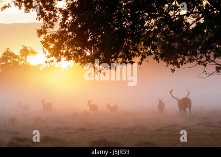 Silhouette von Rotwild Brunft (Cervus Elaphus) Hirsch sammeln oder das Treiben seiner erhaschte Hinds oder Weibchen während der Brunftzeit bei golden sunrise Stockfoto