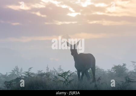 Silhouette des einzigen Rothirsch (Cervus Elaphus) Hirschkuh oder weiblich an einem kalten klaren Morgen auf trübe Sonnenaufgang Stockfoto