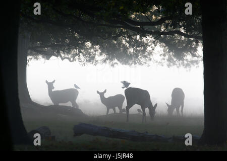 Silhouette der Rothirsch (Cervus Elaphus) Hinds oder Weibchen Weiden Fütterung oder Surfen im Wald Wald mit Dohle Corvid Vögel Pflege Sie Stockfoto