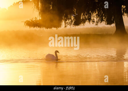 Silhouette von einem einzigen Höckerschwan (Cygnus Olor) auf einem ruhigen friedlichen nebligen nebligen See im goldenen Licht Sonnenaufgang Stockfoto