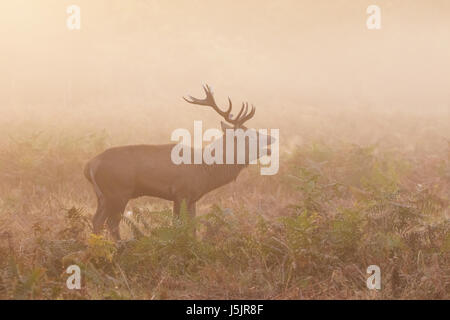 Rotwild-Hirsch (Cervus Elaphus) brüllen, Gebrüll aufrufenden zeigen Atem, an einem kalten Morgen